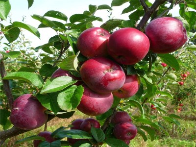 قیمت سیب قرمز درختی با کیفیت ارزان + خرید عمده